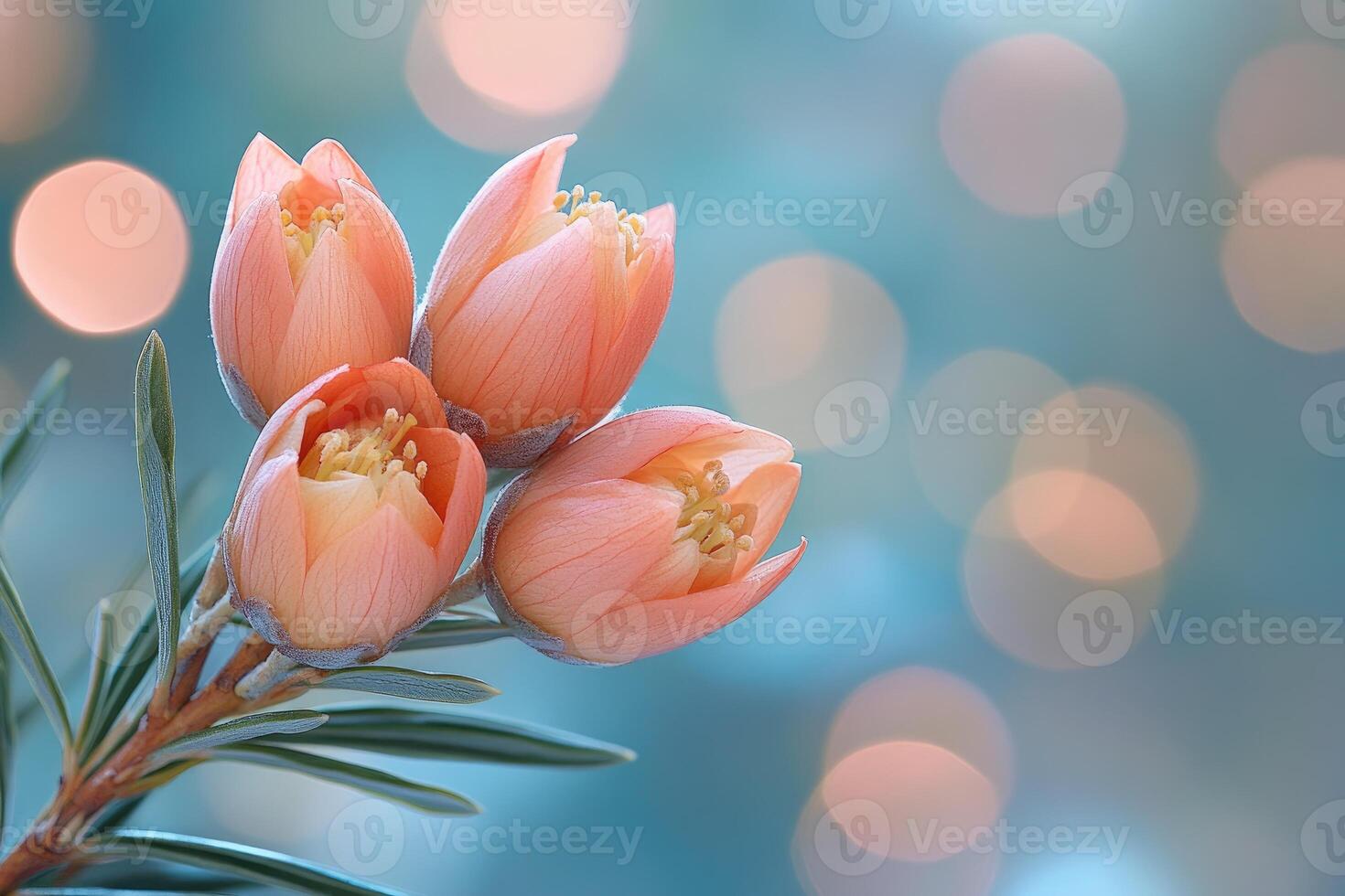 Delicate Peach Blossoms Against A Soft Blue Background photo