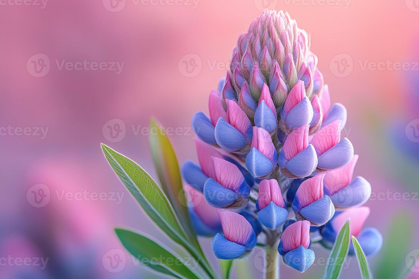 Delicate Pink and Blue Lupine Flower Bloom photo