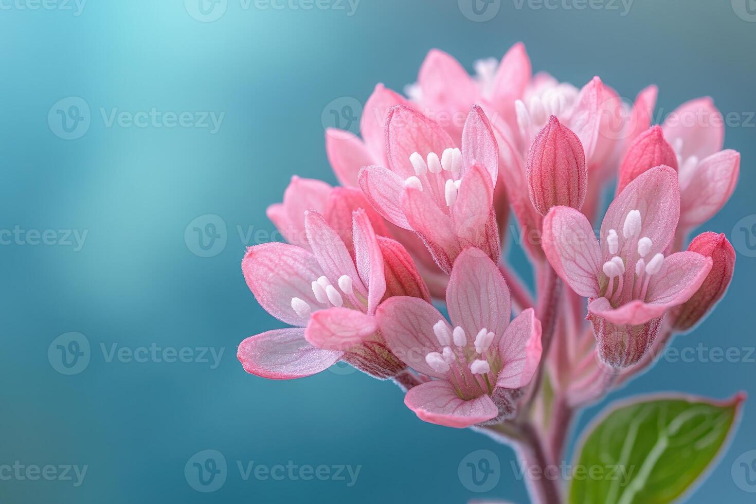 Delicate Pink Flowers Bloom Against A Blue Background photo