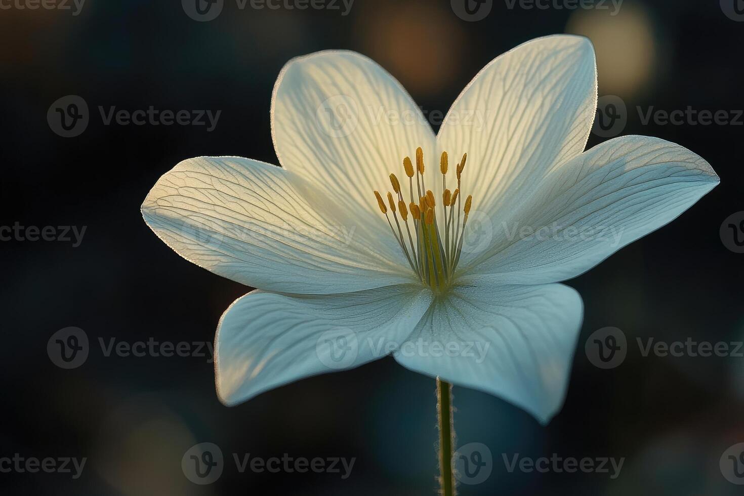 Delicate White Flower Illuminated By Soft Sunlight photo