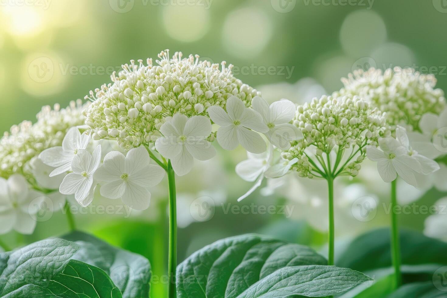 Delicate White Hydrangea Blossoms in Soft Green Light photo