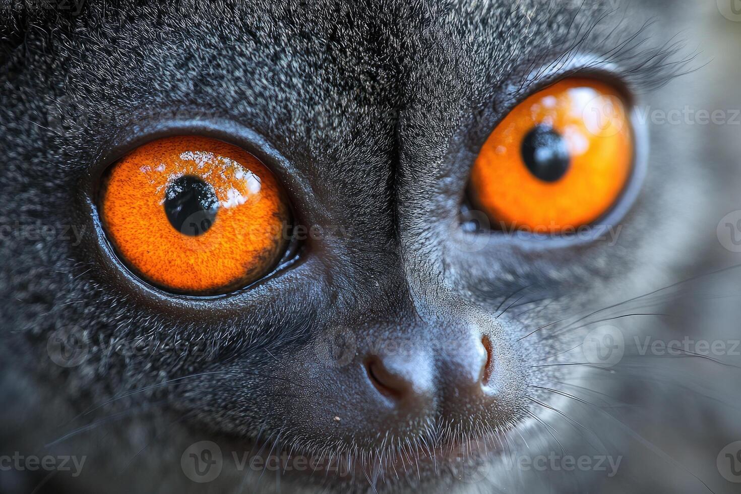 Grey Mouse Lemur Close Up Showing Bright Orange Eyes photo
