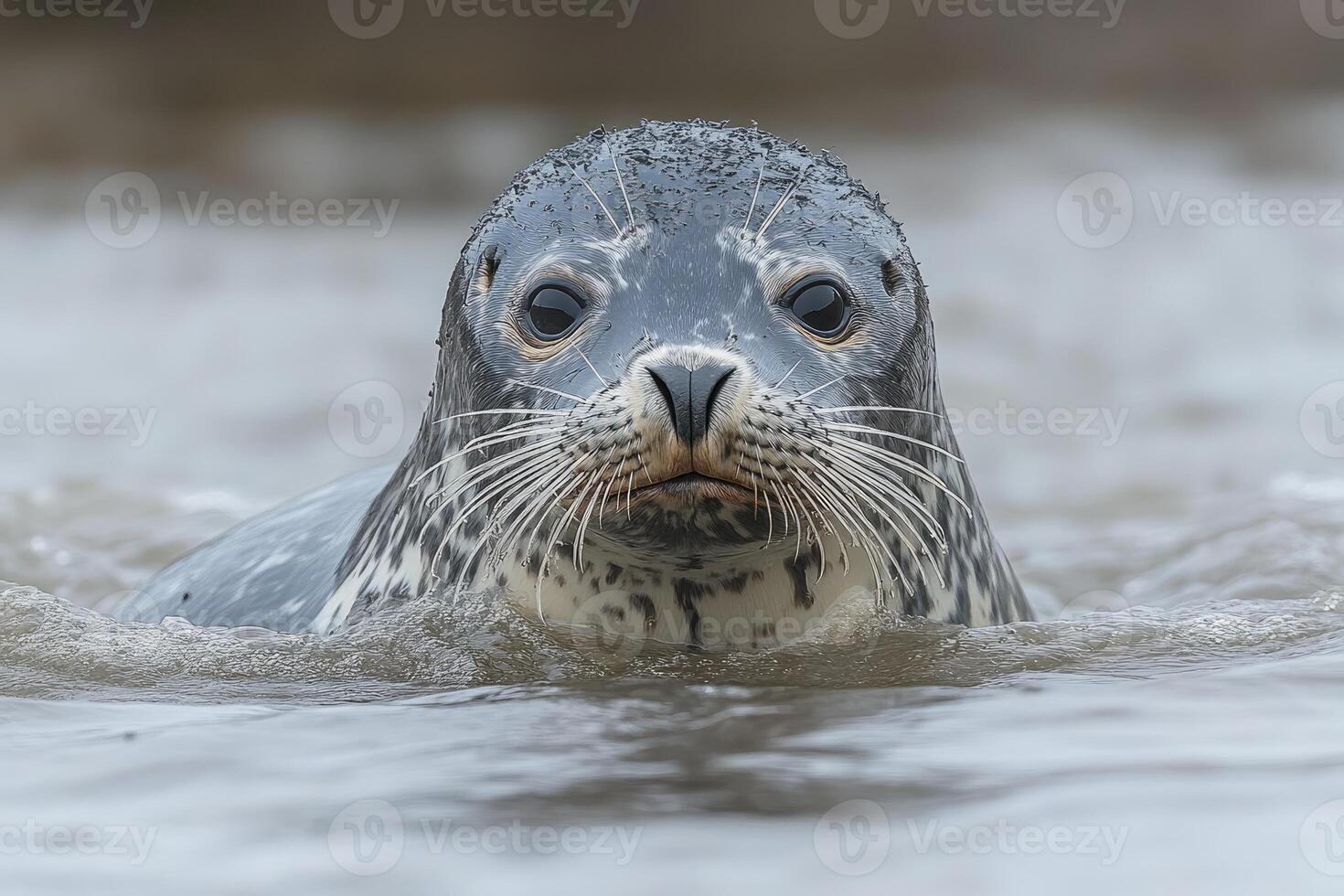 Harbor Seal Pup Emerging From Water photo