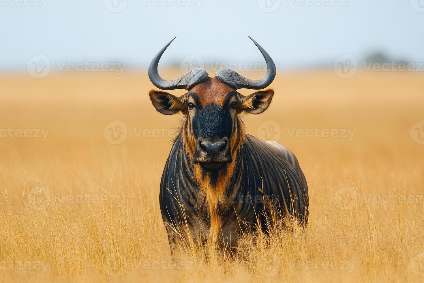 Majestic Sable Antelope Stands Tall In Golden Grassland photo