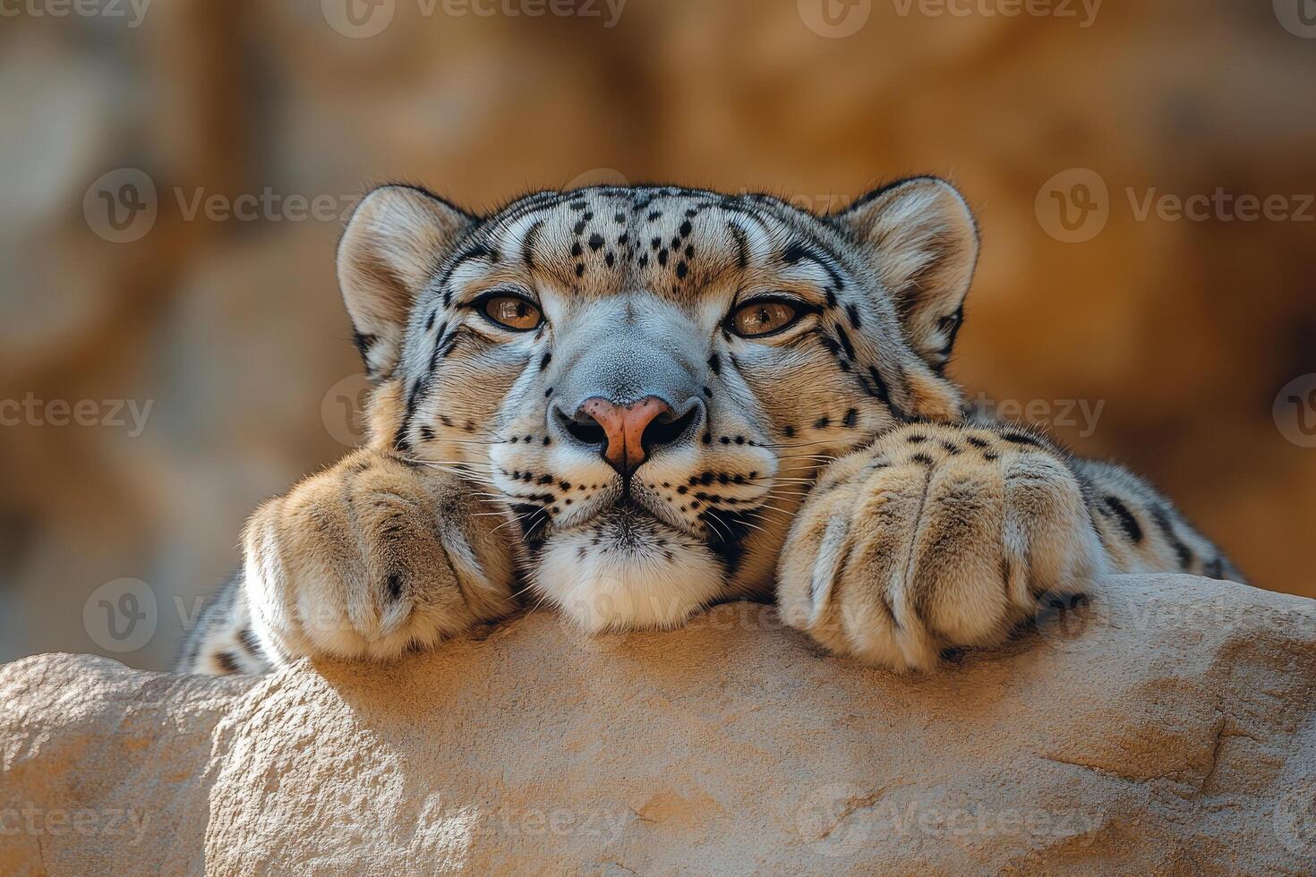 Majestic Snow Leopard Resting On A Rock photo
