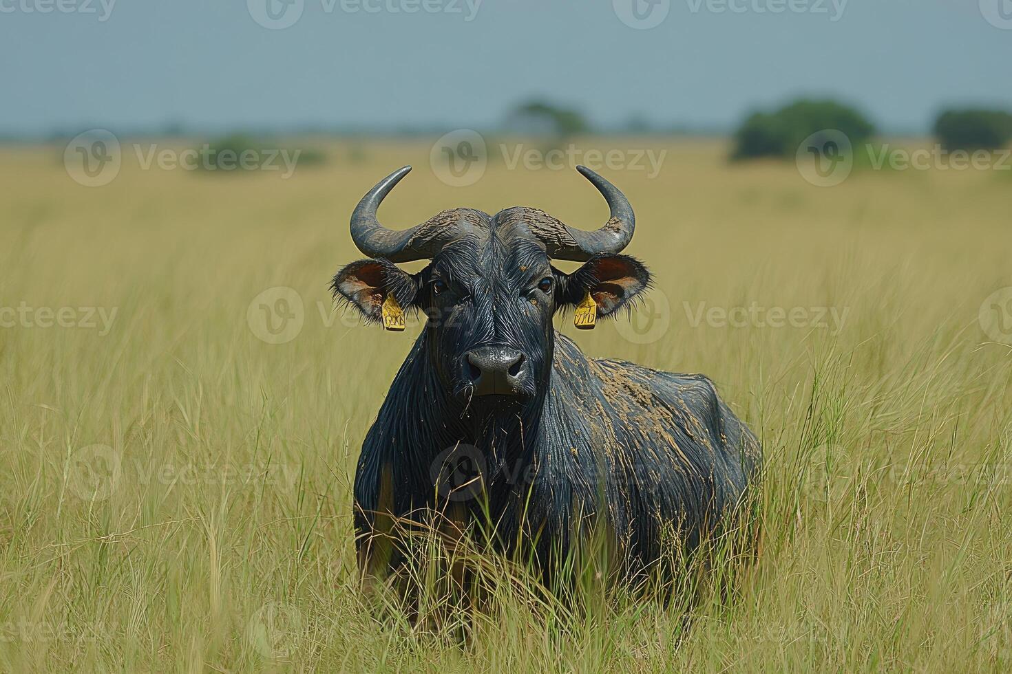 Muddied African Buffalo Stands in Tall Grass photo