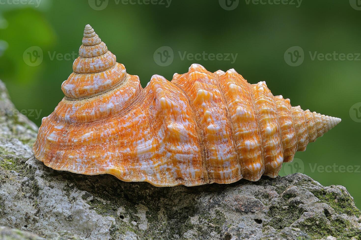 Orange And White Seashell Rests On Mossy Rock photo