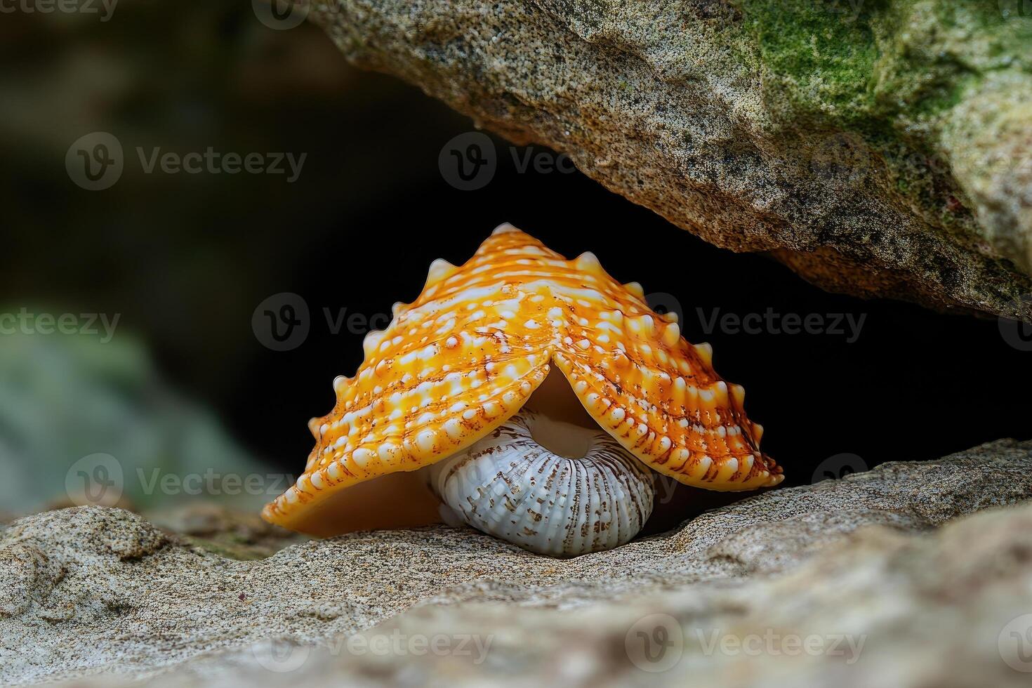 Orange and White Seashell Underneath Rock Shelter photo