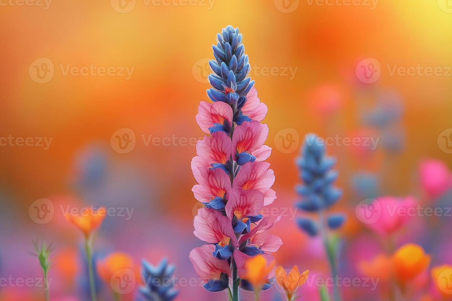 Pink and Blue Wildflowers Bloom in Sunset Light photo