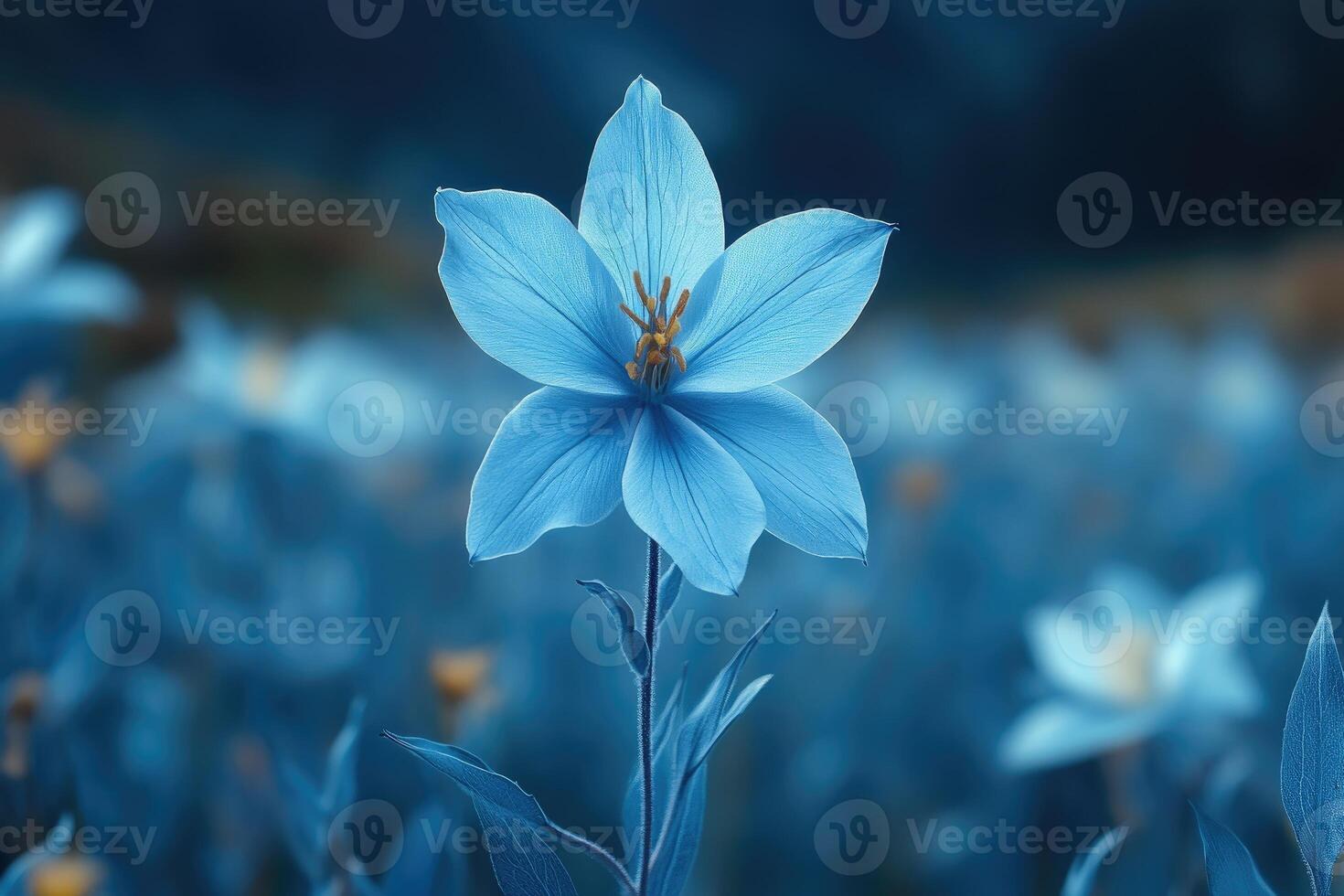 Single Blue Flower Blooms Amongst Others In Field photo