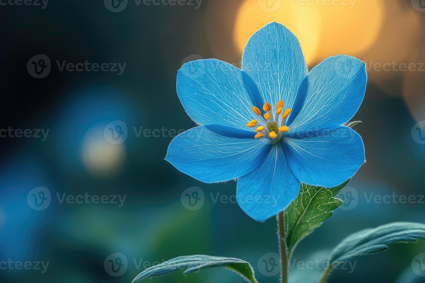 Single Blue Flower in Soft Sunlight photo