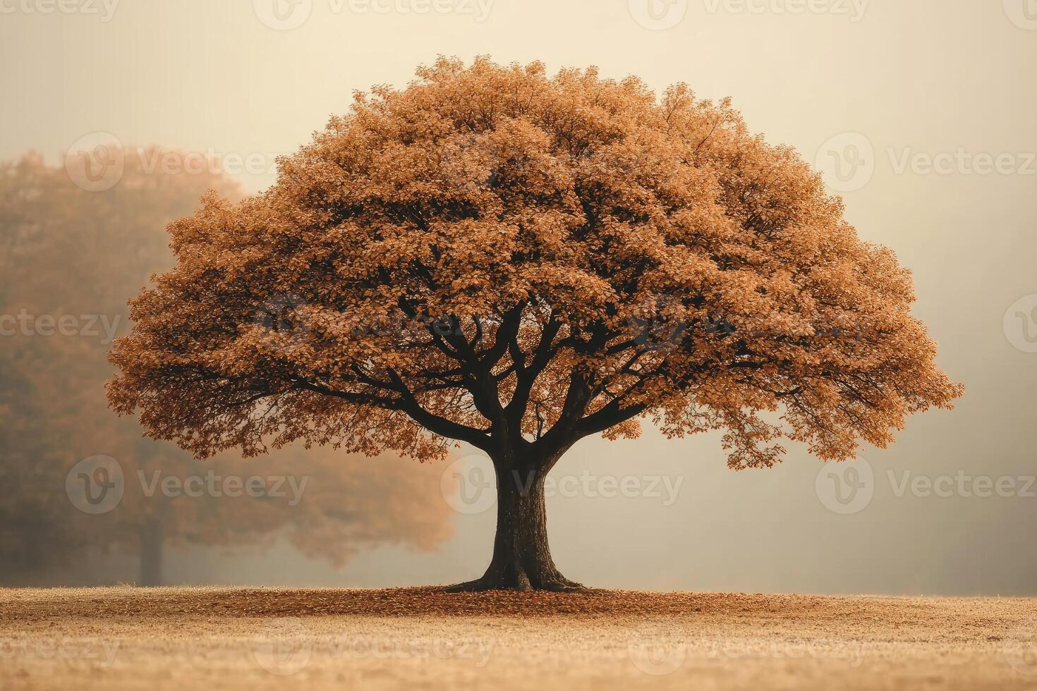 Solitary Autumn Tree in Misty Field photo