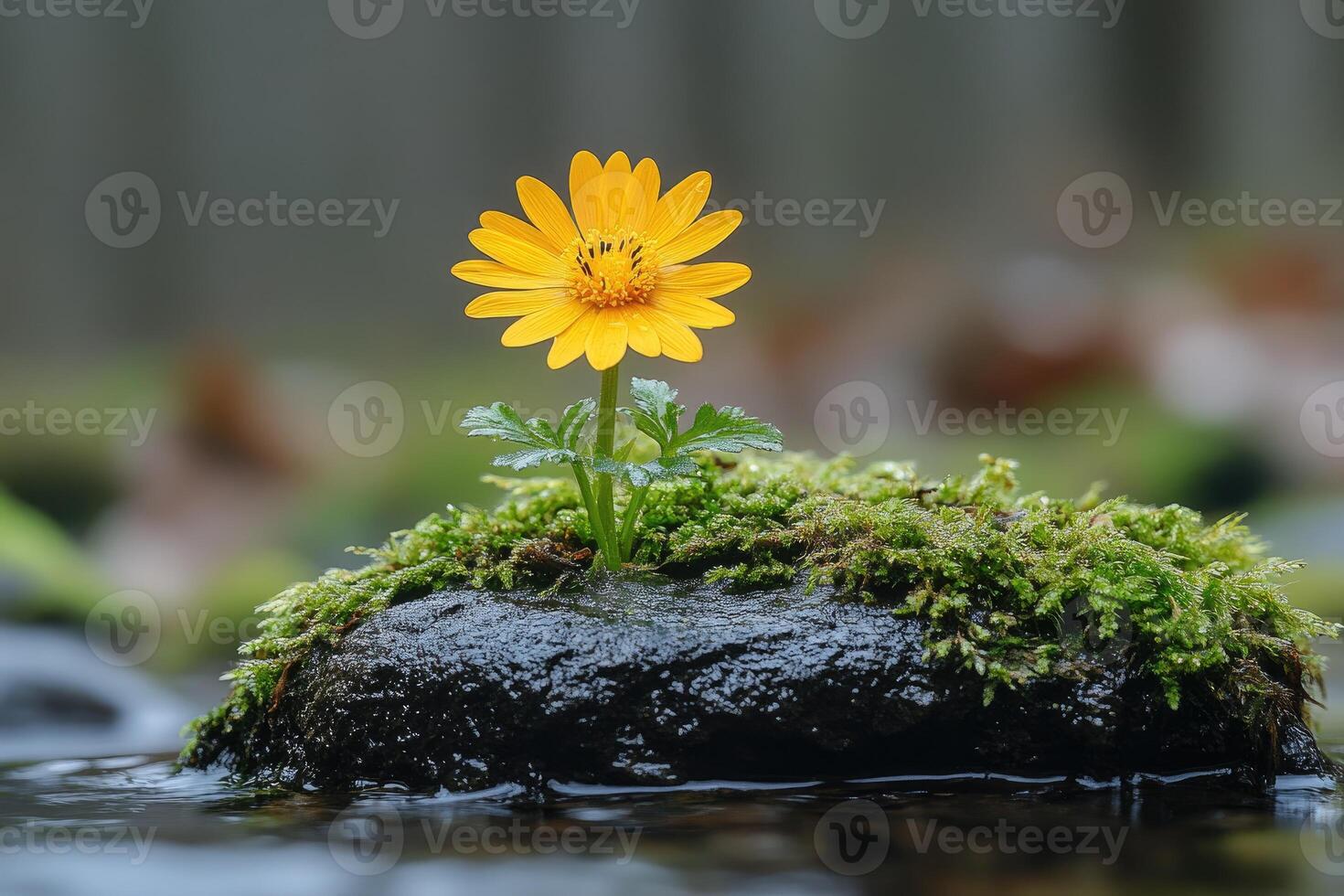 Solitary yellow flower blooms on mossy rock photo