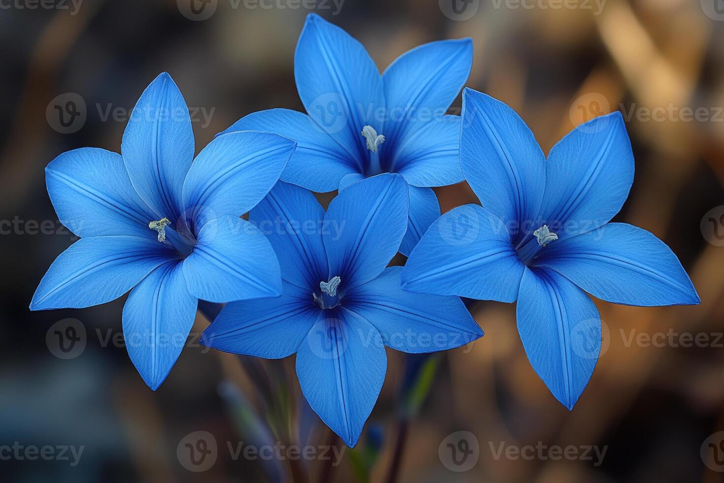 Three Vivid Blue Flowers Bloom Together Beautifully photo