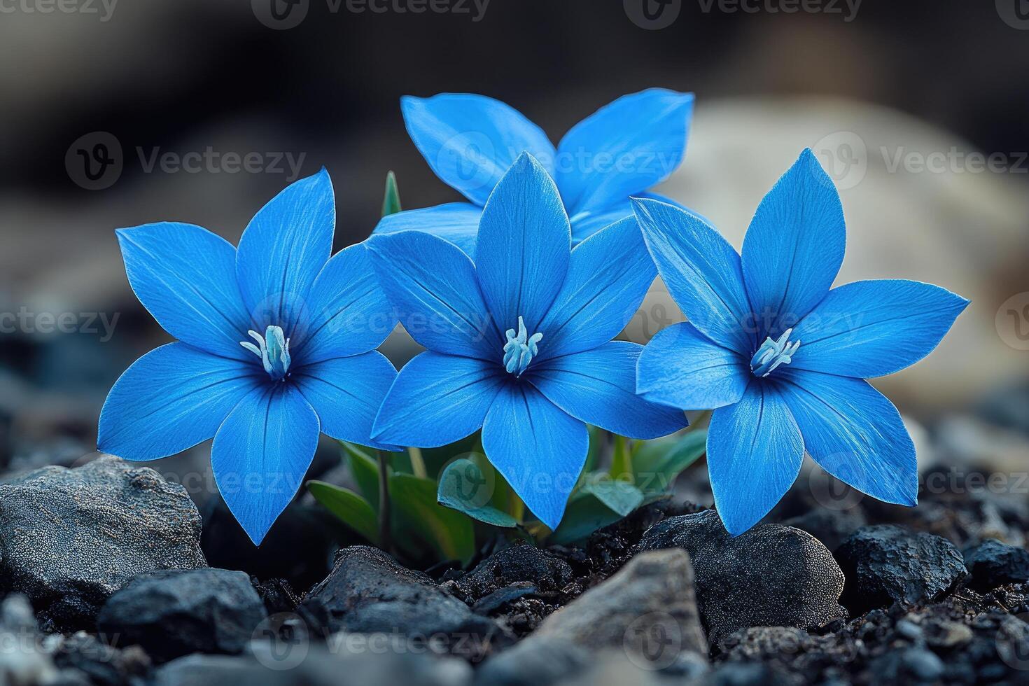 Three Vivid Blue Flowers Growing Among Rocks photo