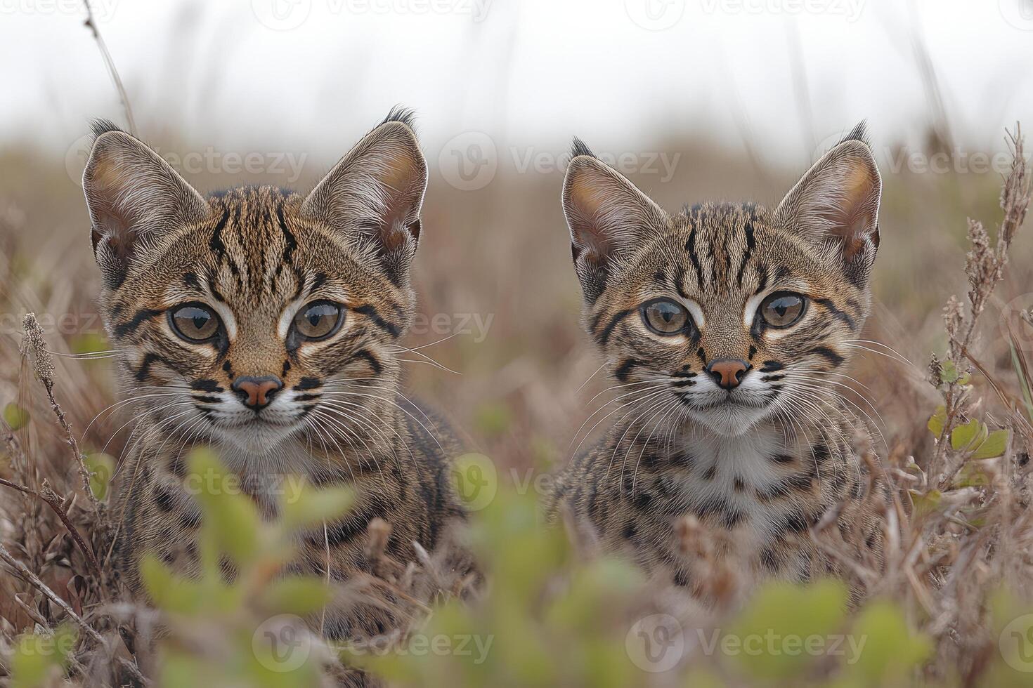 Two Adorable Black Footed Cats Hiding In Grass photo