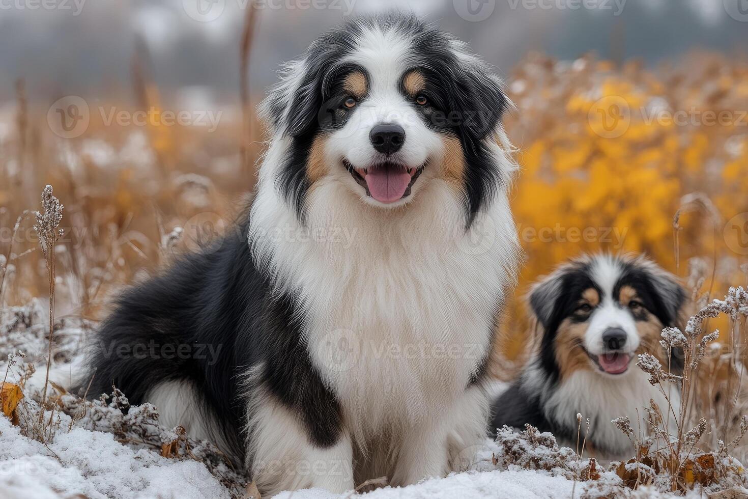 Two Australian Shepherds Sitting In Winter Snow photo