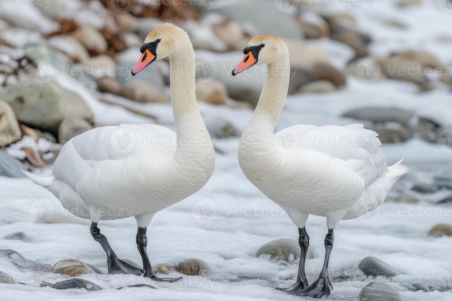Two Elegant Swans Face Each Other In Snowy Terrain photo