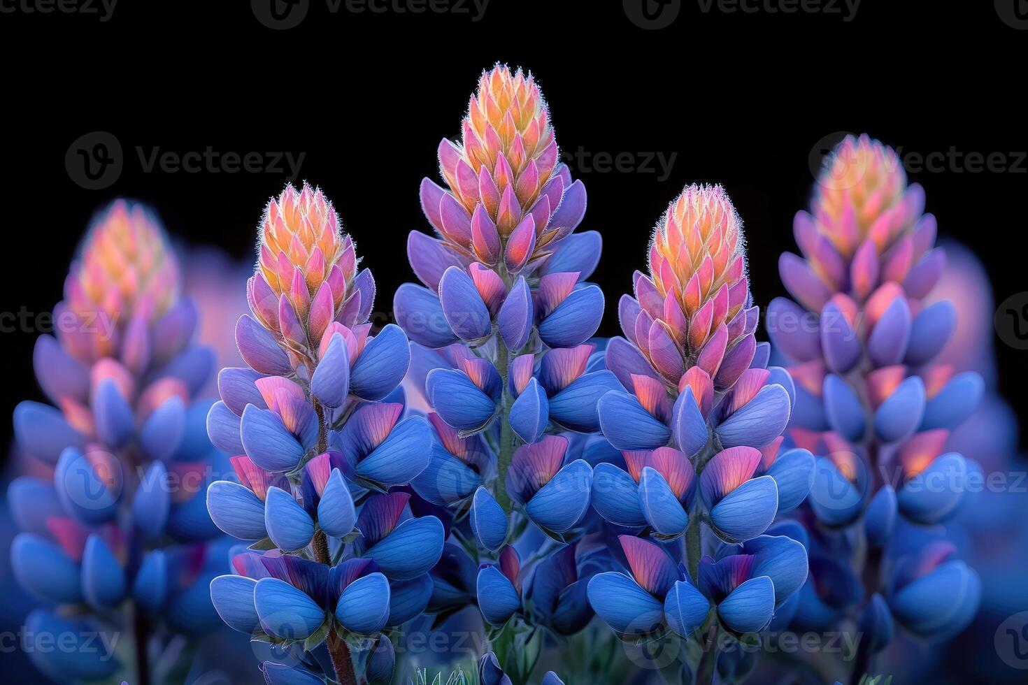 Vibrant Blue and Pink Lupine Flowers Bloom photo