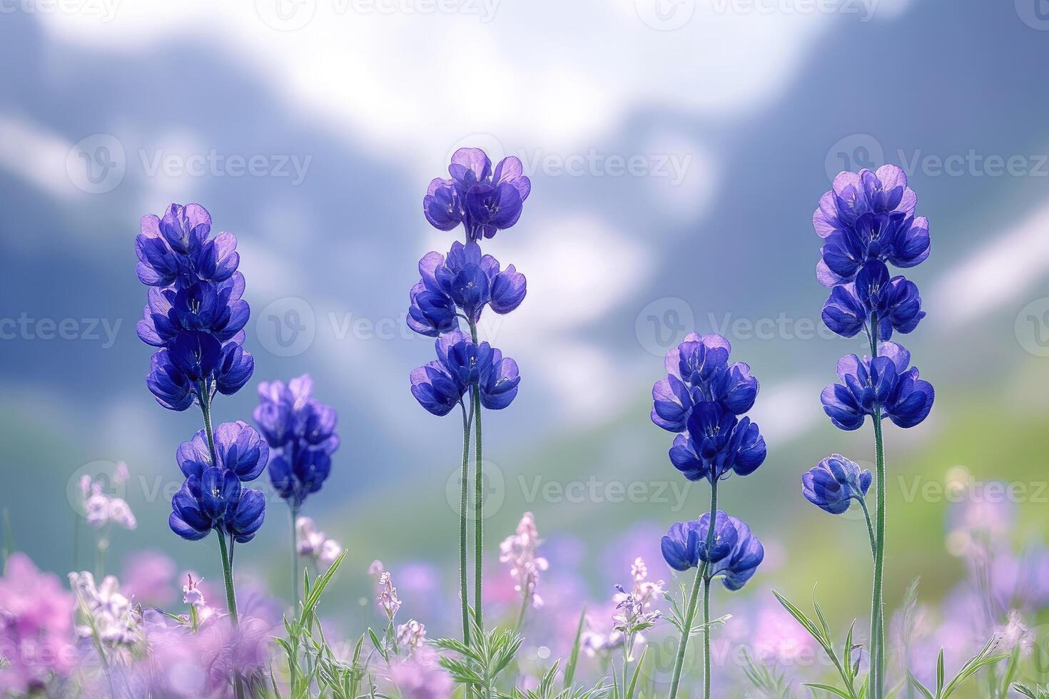 Vibrant Blue Flowers Bloom In A Mountain Meadow photo