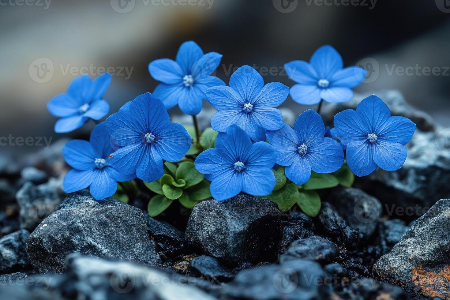 Vivid Blue Flowers Amongst Dark Volcanic Rocks photo