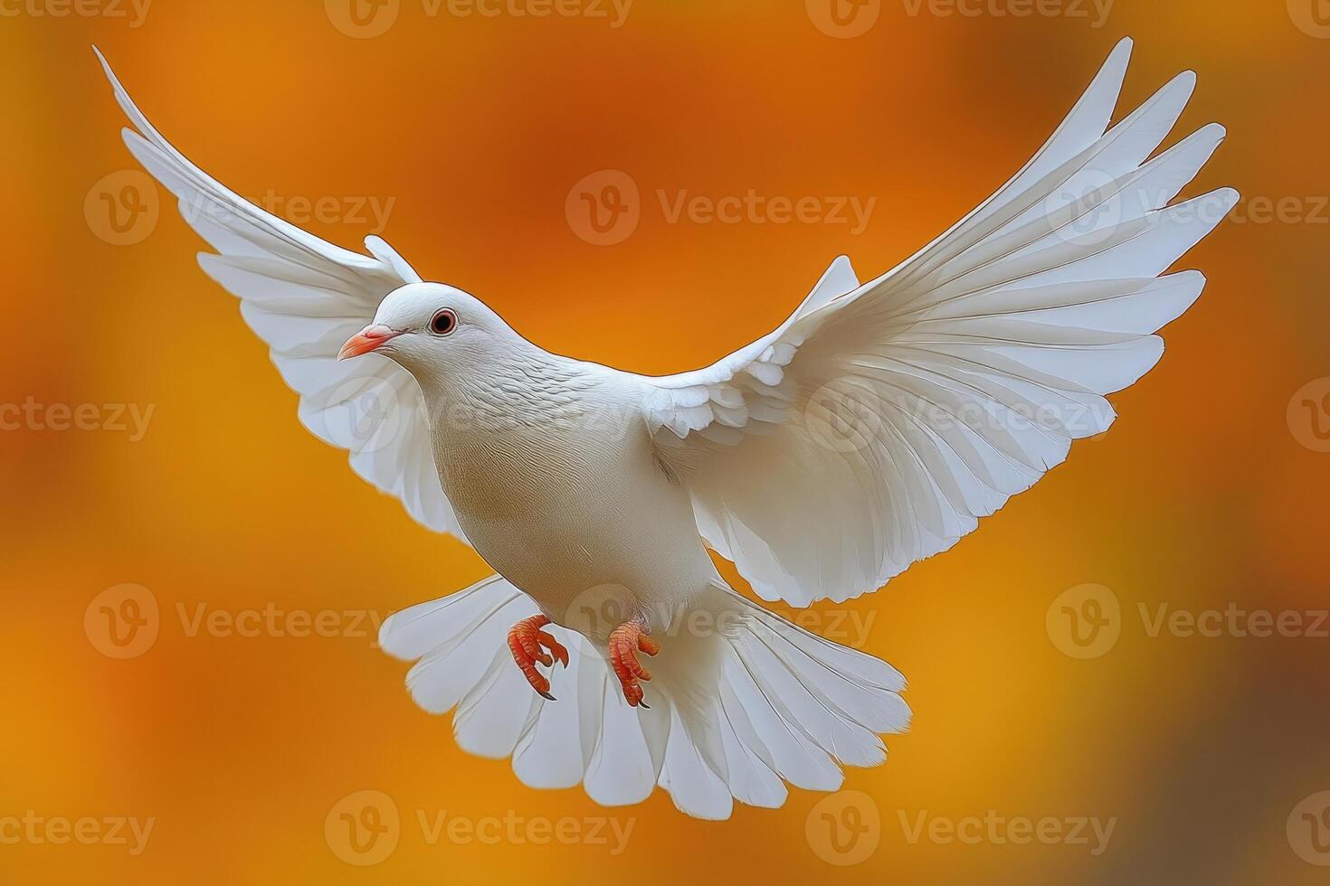 White Dove In Flight Against Orange Background photo