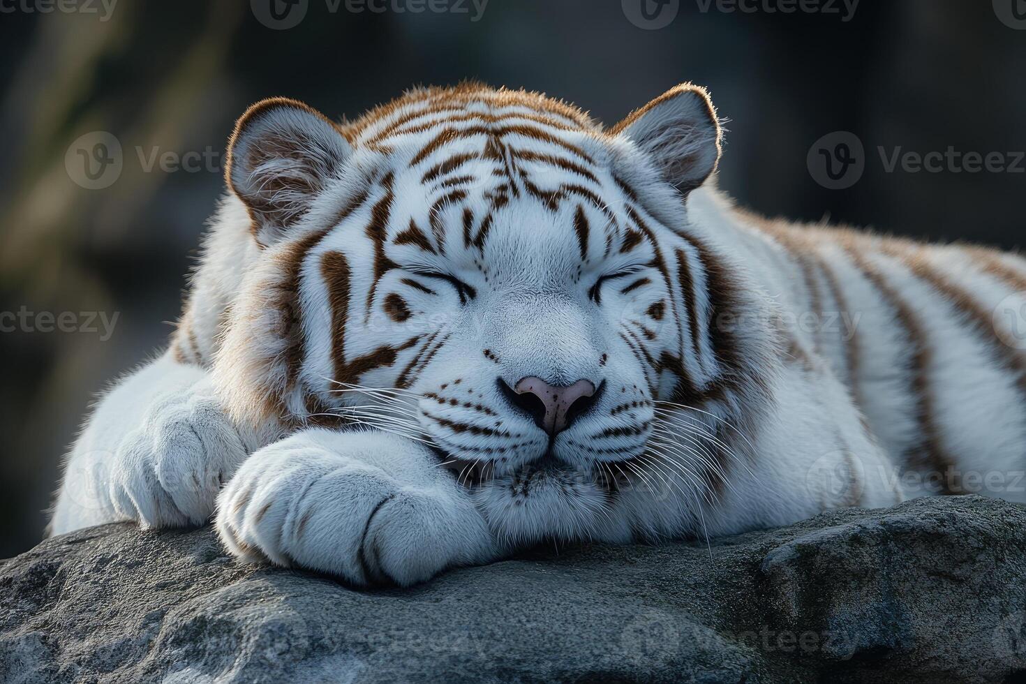 White Tiger Sleeping Peacefully On A Rock photo