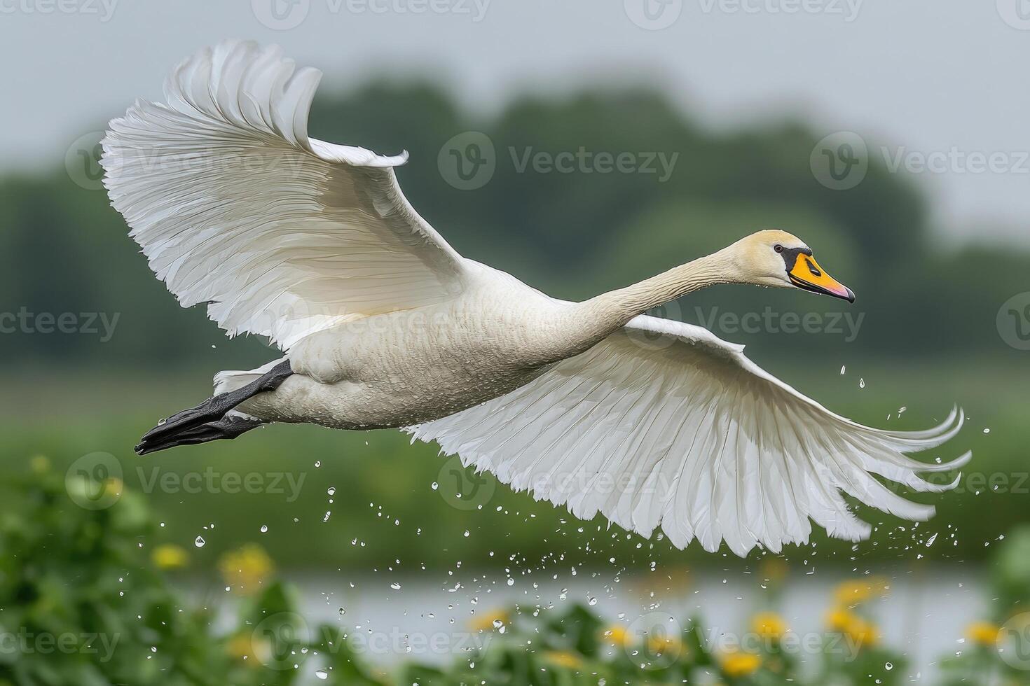White Swan in Flight Gracefully Soaring Above Water photo