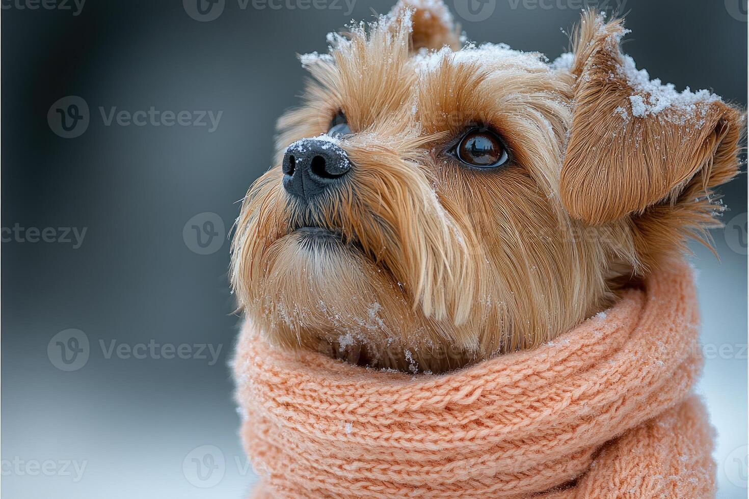 Yorkshire Terrier Puppy Wearing a Knit Scarf in Winter photo