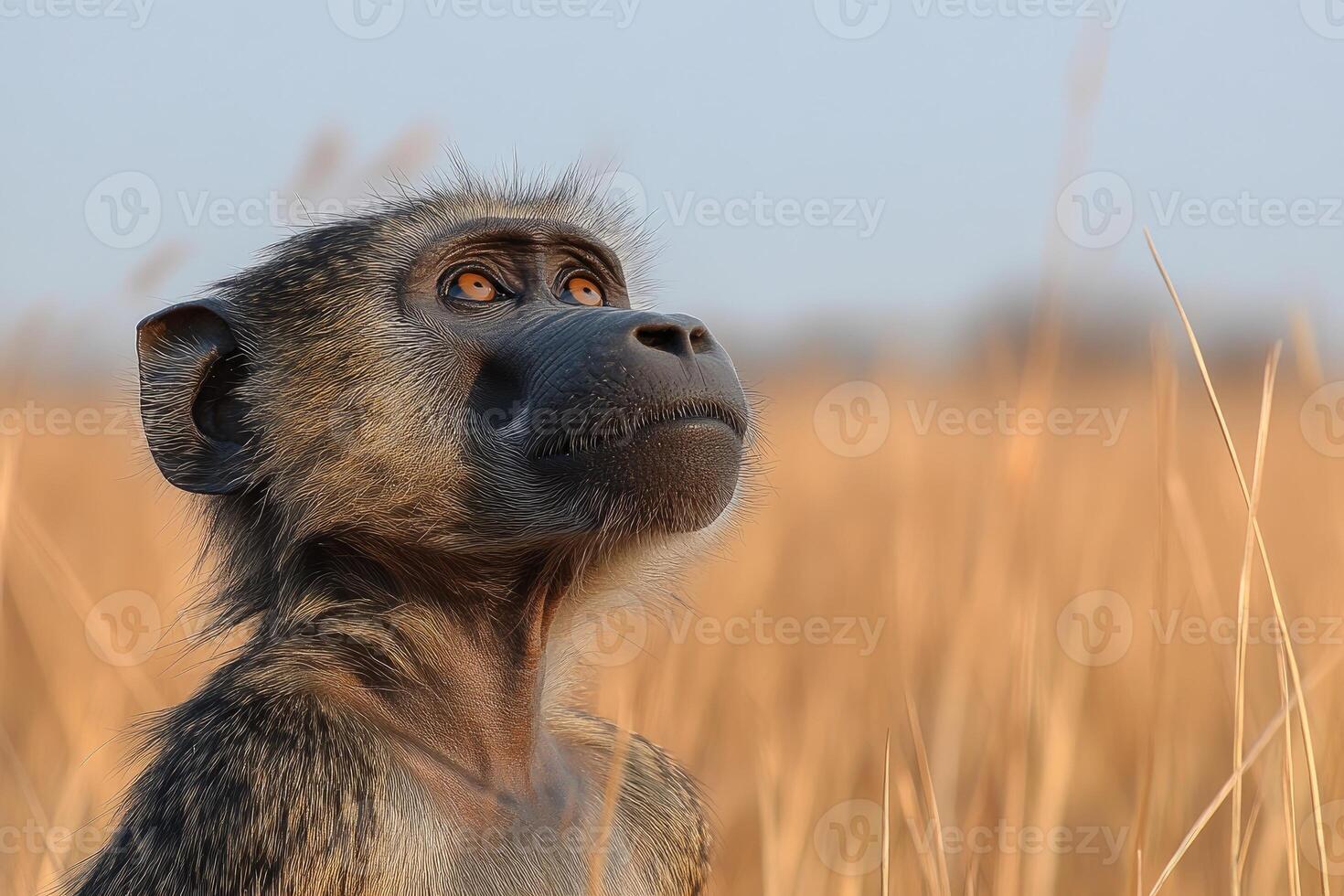Young Baboon Gazing Upwards In Golden Grassland photo
