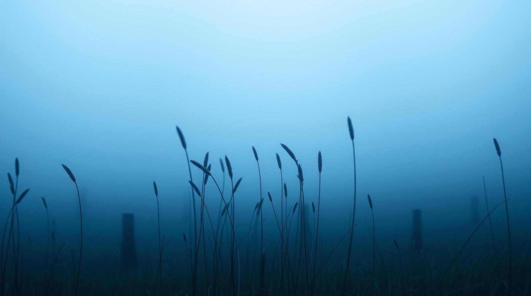 A field of tall grass in the fog photo