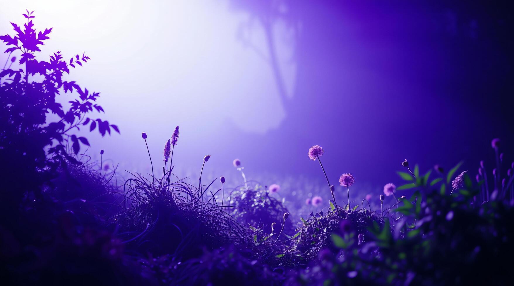 Purple flowers in the dark with a bright light photo