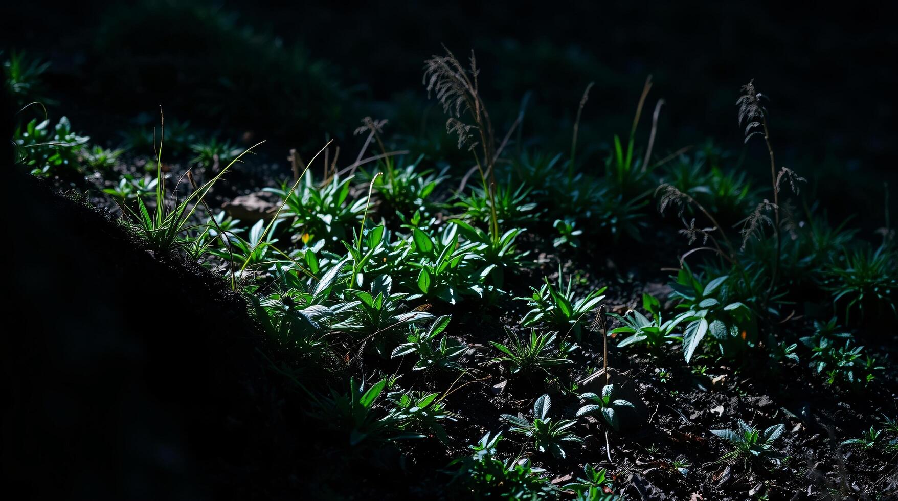A small patch of green plants growing on the ground photo