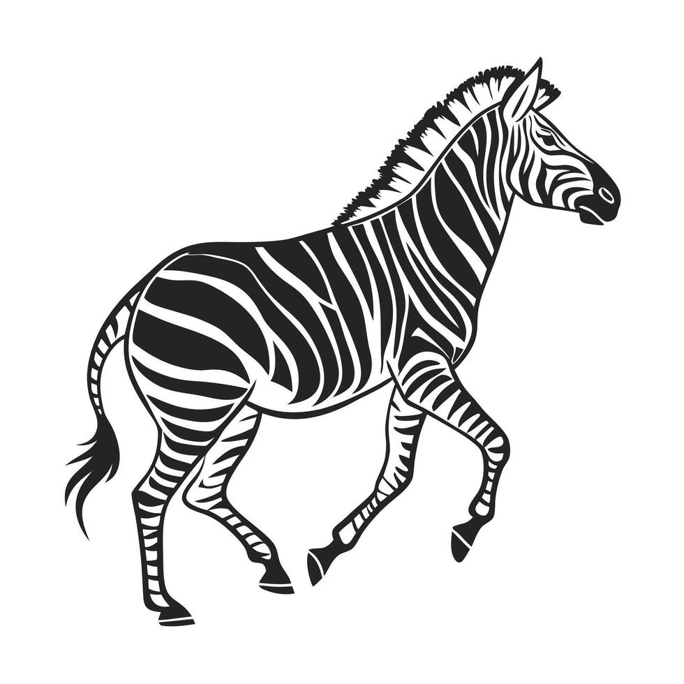 Black and white zebra illustration. vector