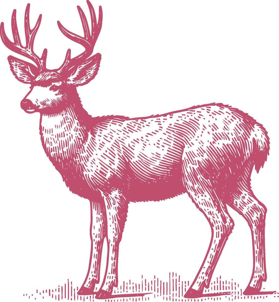 Natural Mule Deer Illustration with Graceful Antlers vector