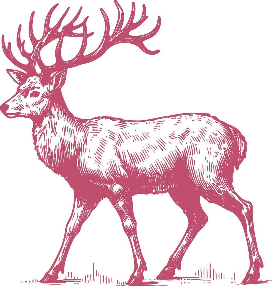 Majestic Whitetail Deer Sketch in the Wilderness vector