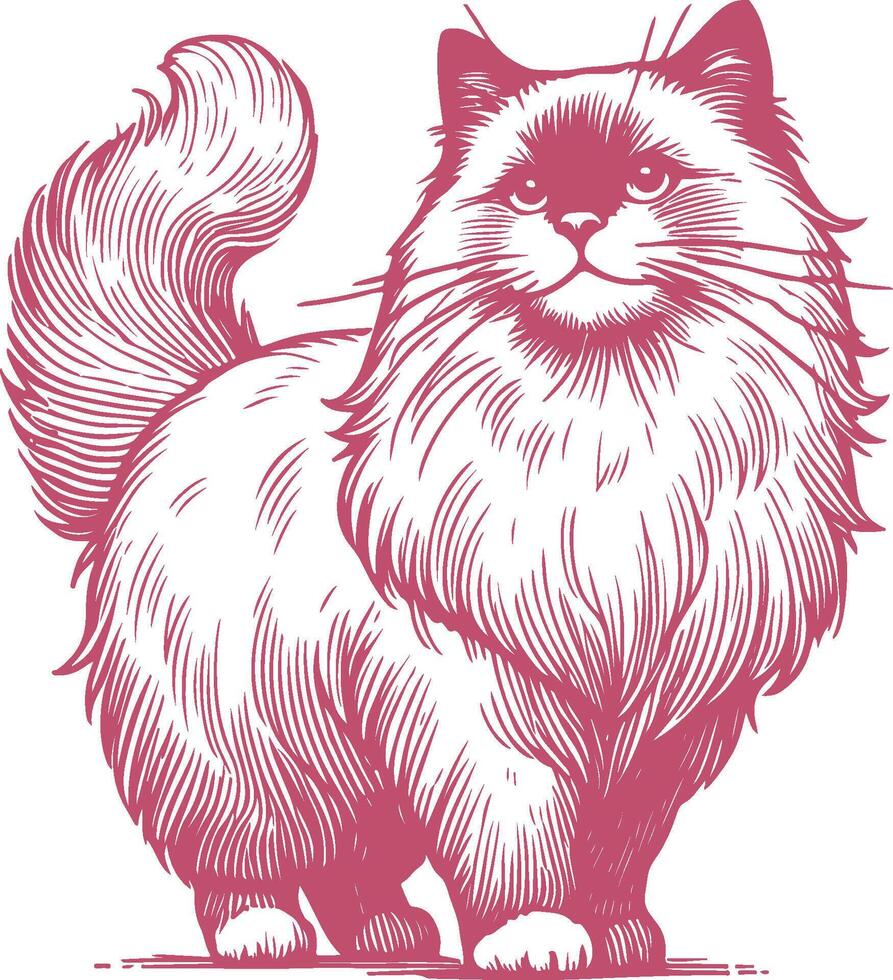 Timeless Charm of the Ragdoll A Vintage Illustration of Majestic Feline Elegance vector