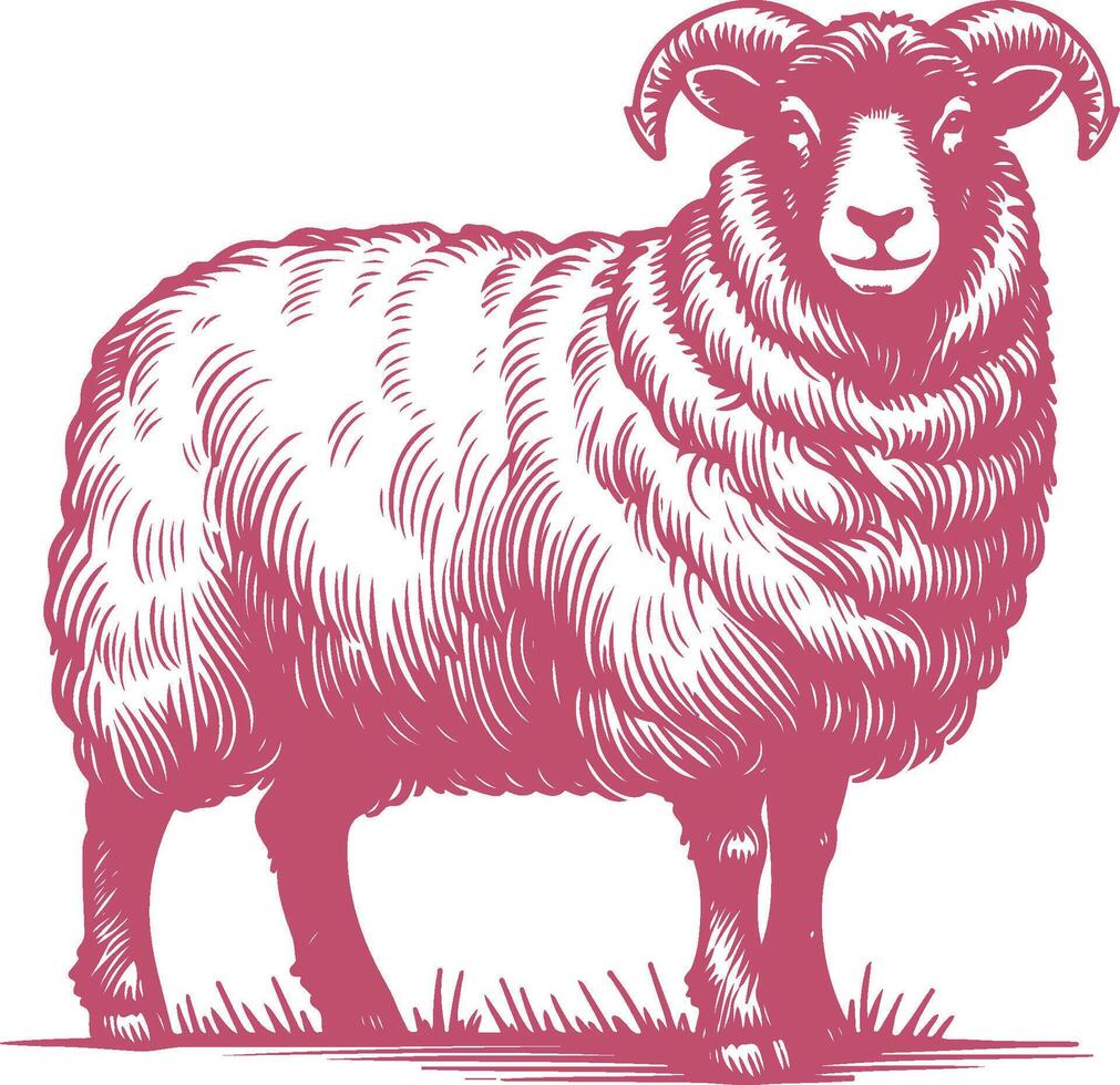Vintage Scottish Blackface Sheep Illustration with Engraved Detailing vector