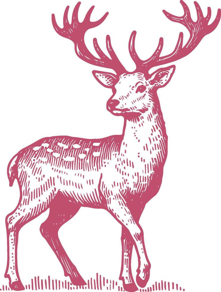 Detailed Fallow Deer Illustration in Natural Habitat vector
