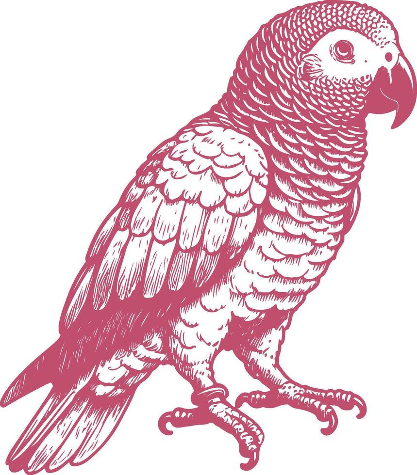Detailed African Grey Parrot Illustration with Realistic Feathers vector