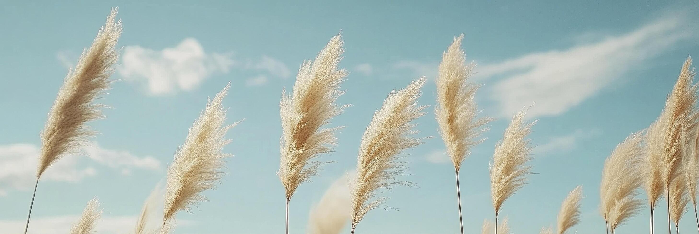 A row of pampas grass swaying gently in the breeze against a blue sky background photo