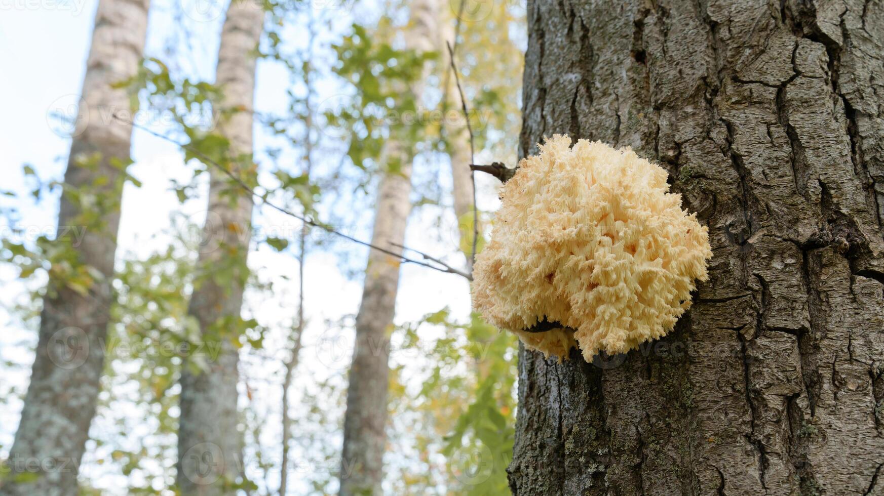 edible mushroom of the genus Hericium attached to a tree trunk in the forest photo