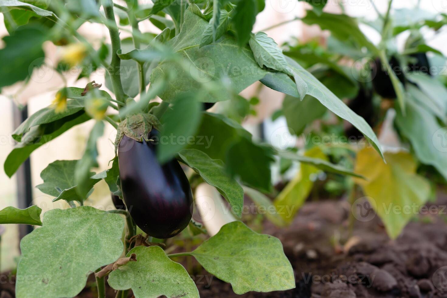 Within a high-tech greenhouse, aubergine plants growing, showcasing the wonders of modern agricultural technology photo