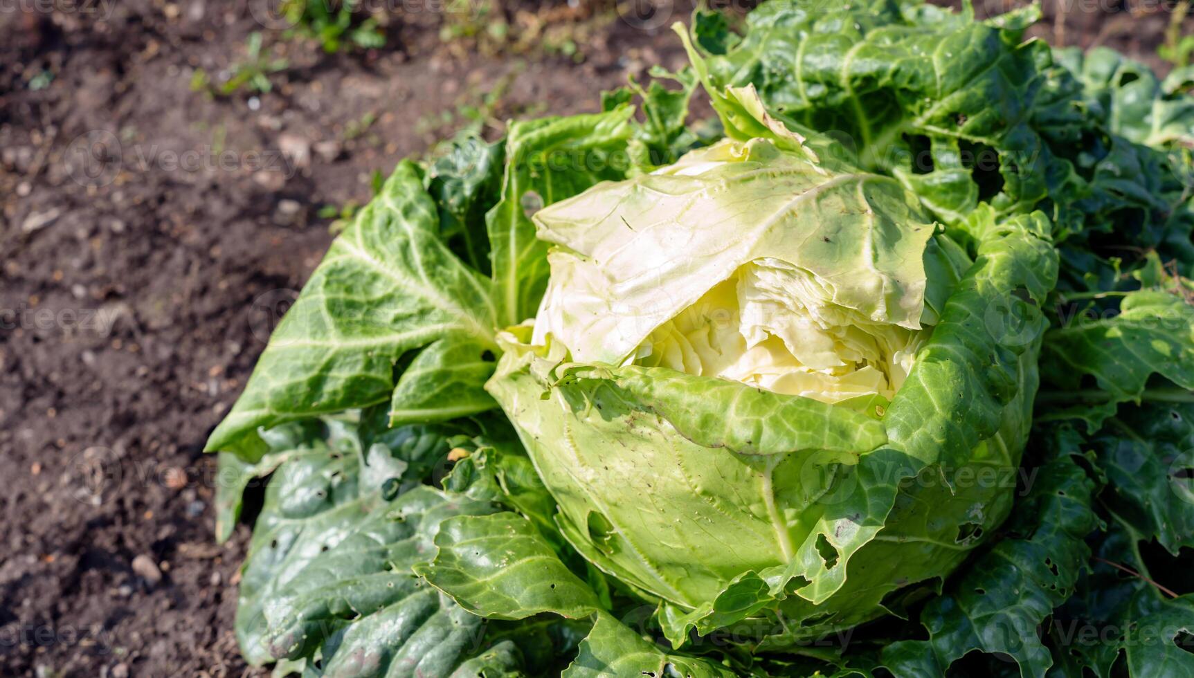 Cabbage growing in the garden against black soil, farmer's field, open organic soil, top view photo