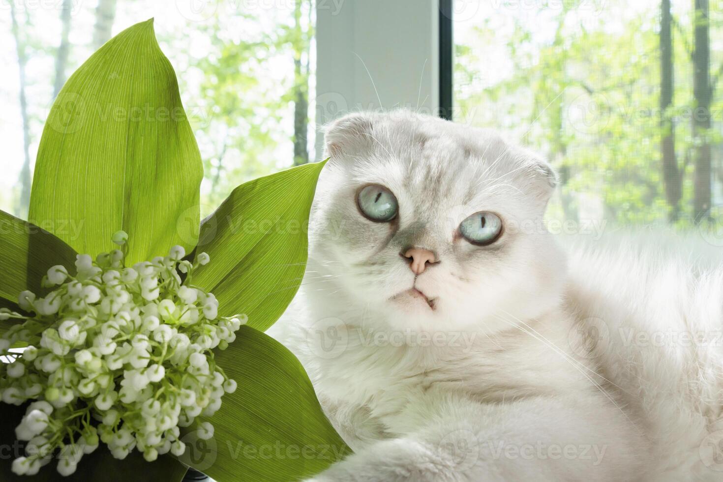 Beside a lovely bouquet of spring lilies of the valley, a gentle white Scottish cat basks in the warmth of the season, adding charm to the scene photo