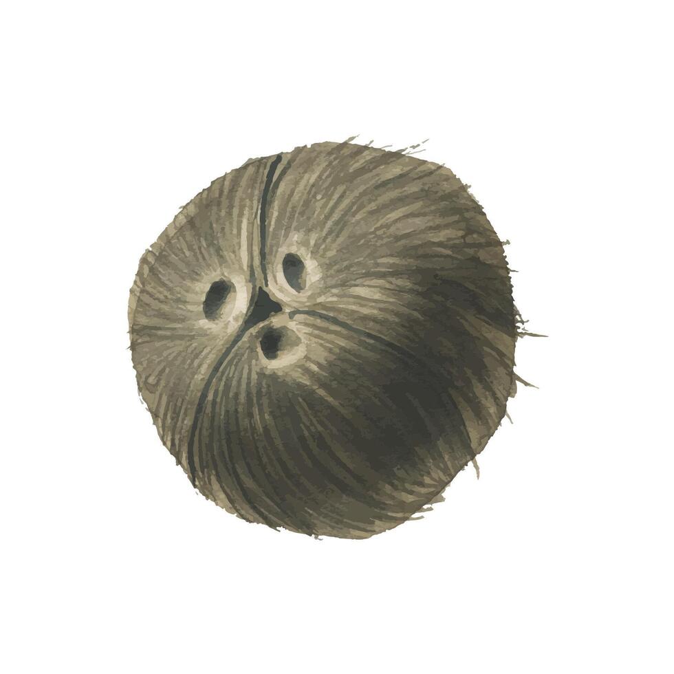 Brown, whole coconut. Watercolor illustration. Isolated object on white background from COCONUT collection. For the design and design of the menu, recipes, cosmetics, products, packaging, beach. vector