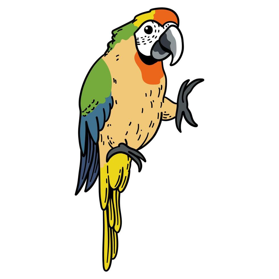 parrot bird hand drawing illustration for logo mascot icon template design etc vector