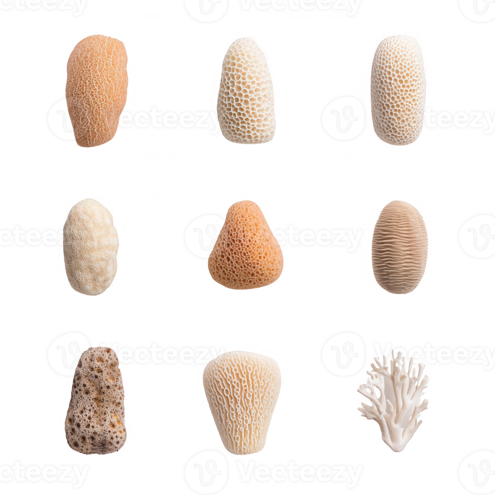 A collection of various coral textures and shapes, showcasing marine biodiversity. png