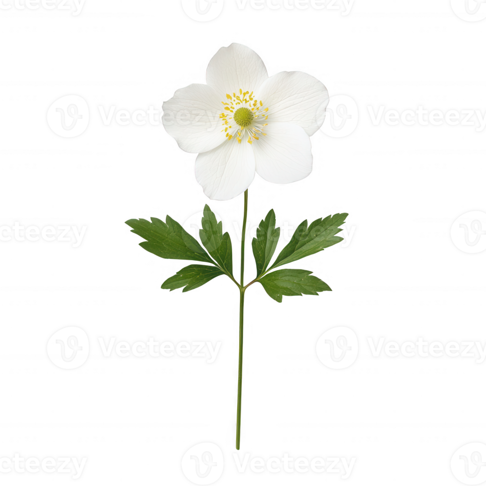 A delicate white flower with green leaves, showcasing nature's beauty. png