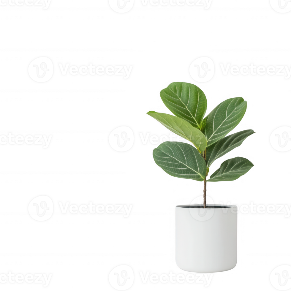 A modern potted plant with lush green leaves in a minimalist white pot. png